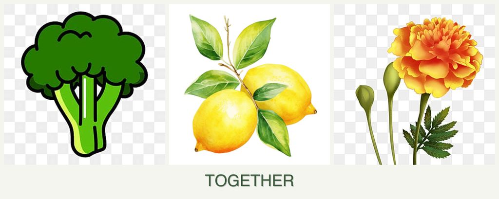 Can you plant broccoli, lemons and marigolds together?