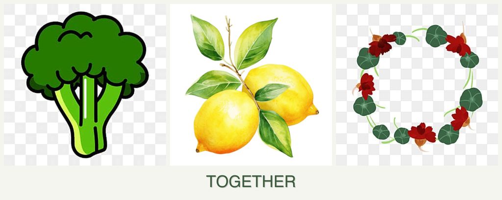 Can you plant broccoli, lemons and nasturtiums together?