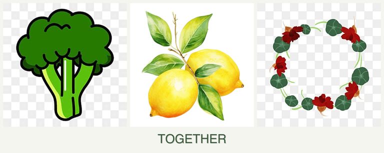 Can you plant broccoli, lemons and nasturtiums together?