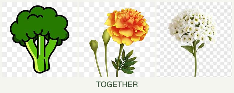 Can you plant broccoli, marigolds and alyssum together?