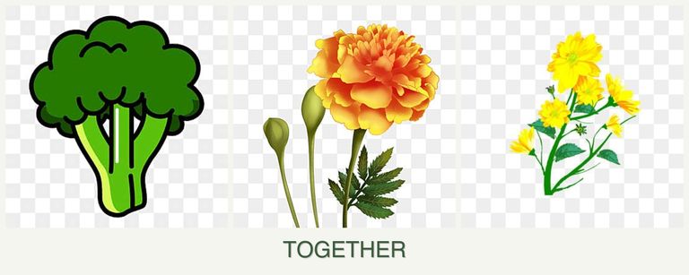 Can you plant broccoli, marigolds and calendula together?
