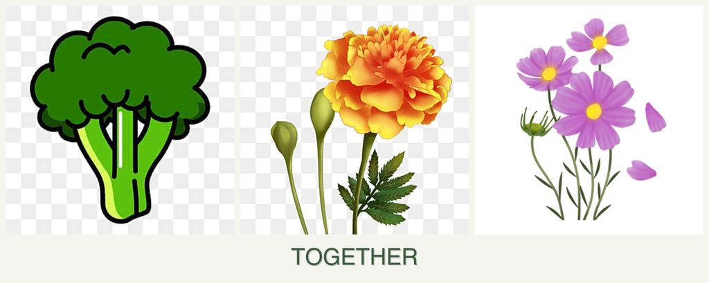 Can you plant broccoli, marigolds and cosmos together?