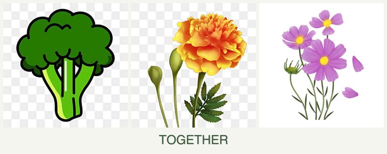 Can you plant broccoli, marigolds and cosmos together?