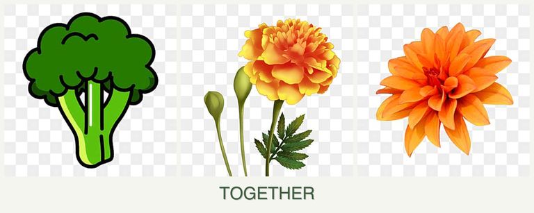 Can you plant broccoli, marigolds and dahlias together?