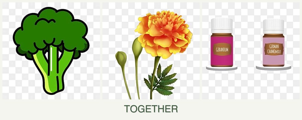 Can you plant broccoli, marigolds and geraniums together?