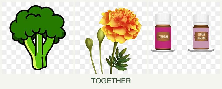 Can you plant broccoli, marigolds and geraniums together?