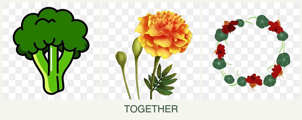 Can you plant broccoli, marigolds and nasturtiums together?