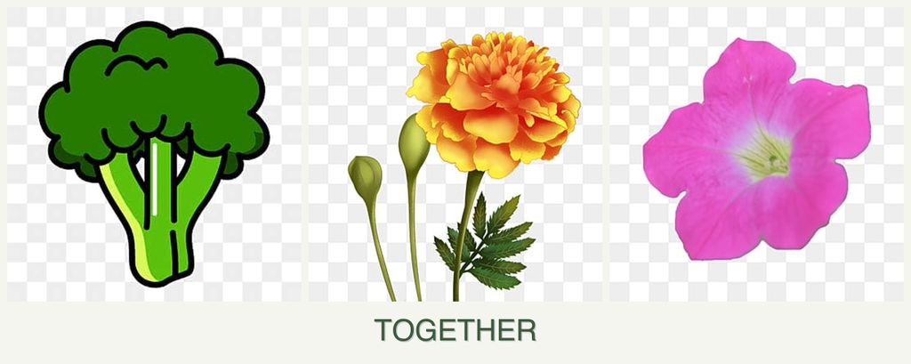 Can you plant broccoli, marigolds and petunias together?
