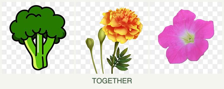 Can you plant broccoli, marigolds and petunias together?