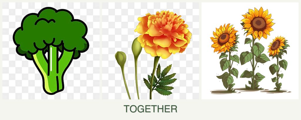 Can you plant broccoli, marigolds and sunflowers together?