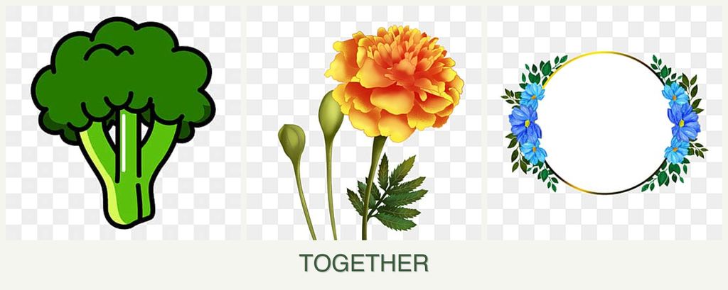Can you plant broccoli, marigolds and zinnias together?