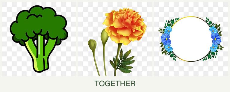 Can you plant broccoli, marigolds and zinnias together?