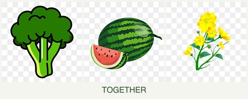 Can you plant broccoli, melons and calendula together?