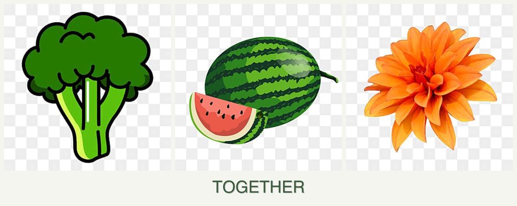 Can you plant broccoli, melons and dahlias together?