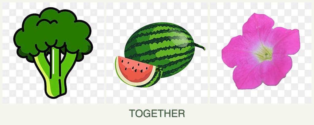Can you plant broccoli, melons and petunias together?