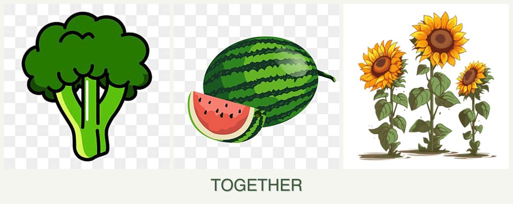 Can you plant broccoli, melons and sunflowers together?