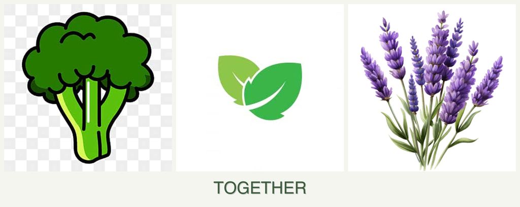 Can you plant broccoli, mint and lavender together?