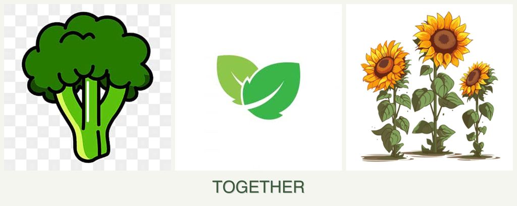 Can you plant broccoli, mint and sunflowers together?