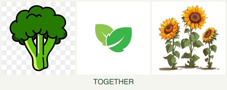 Can you plant broccoli, mint and sunflowers together?
