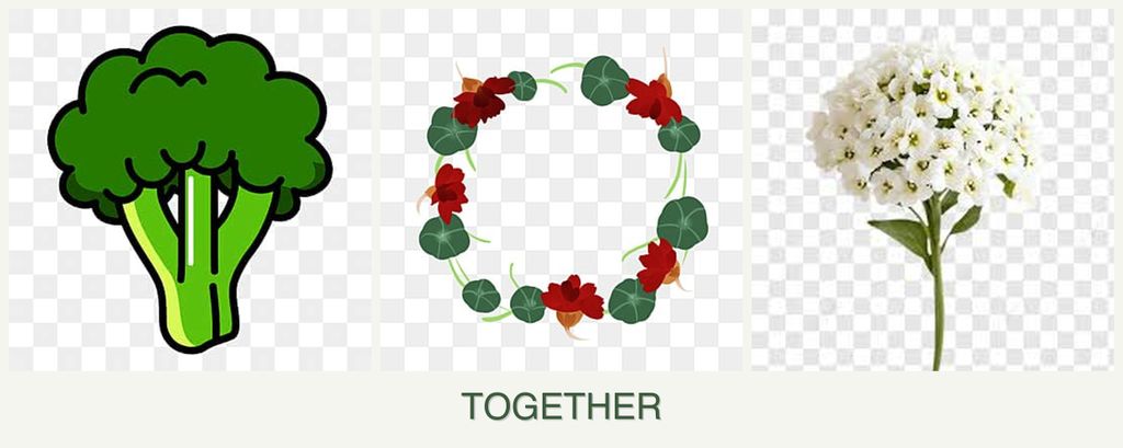 Can you plant broccoli, nasturtiums and alyssum together?
