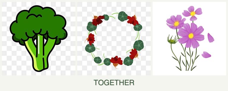 Can you plant broccoli, nasturtiums and cosmos together?