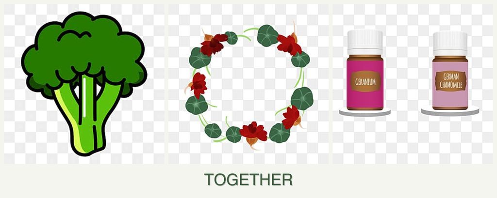 Can you plant broccoli, nasturtiums and geraniums together?