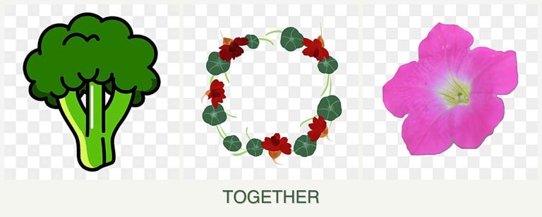 Can you plant broccoli, nasturtiums and petunias together?