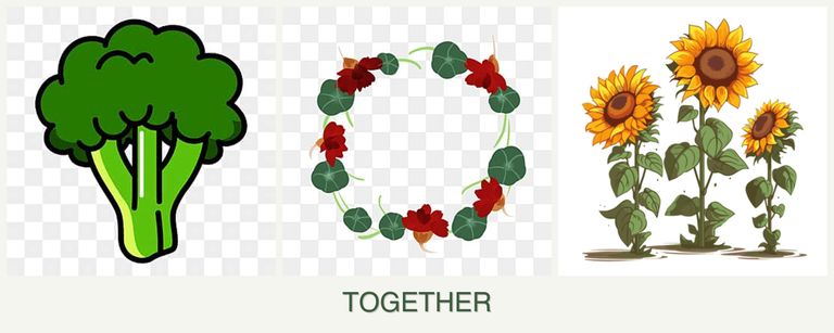 Can you plant broccoli, nasturtiums and sunflowers together?