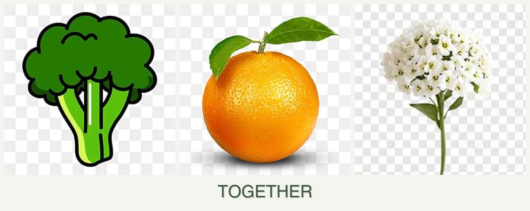 Can you plant broccoli, oranges and alyssum together?