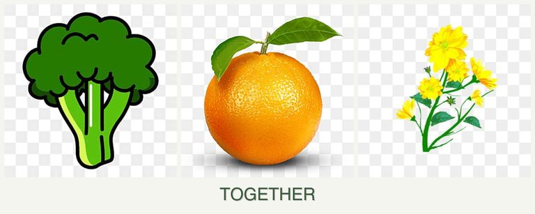 Can you plant broccoli, oranges and calendula together?