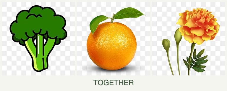 Can you plant broccoli, oranges and marigolds together?