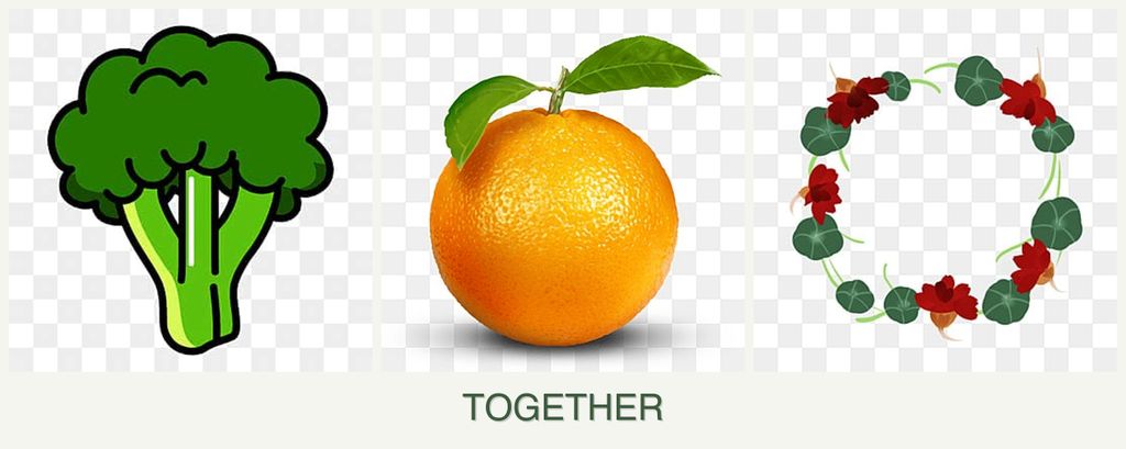 Can you plant broccoli, oranges and nasturtiums together?