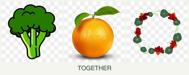 Can you plant broccoli, oranges and nasturtiums together?