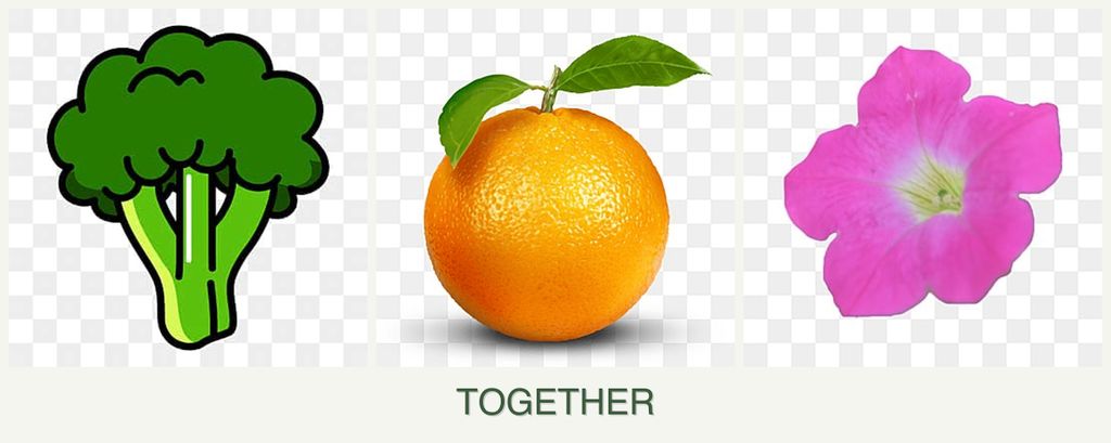 Can you plant broccoli, oranges and petunias together?