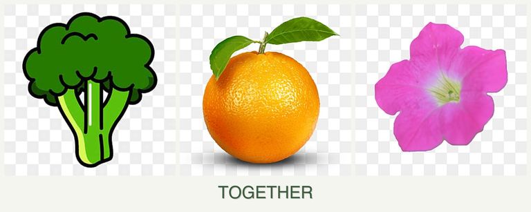 Can you plant broccoli, oranges and petunias together?