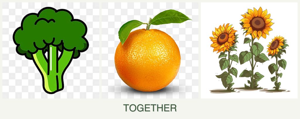 Can you plant broccoli, oranges and sunflowers together?