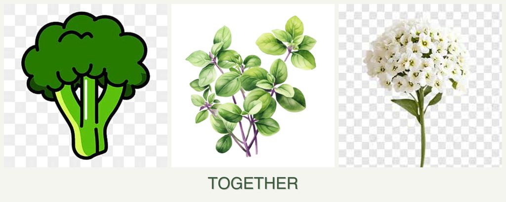Can you plant broccoli, oregano and alyssum together?