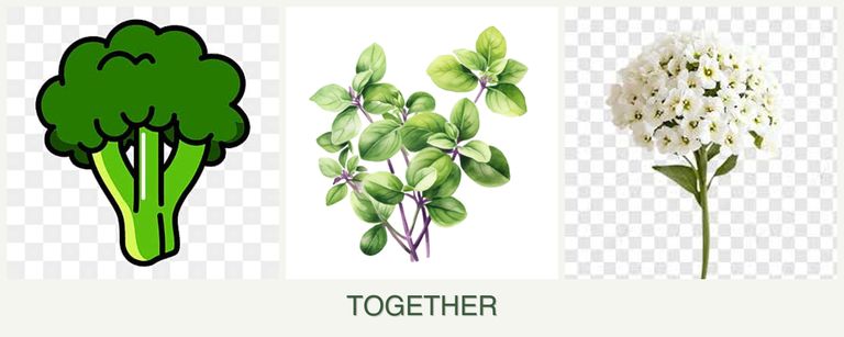 Can you plant broccoli, oregano and alyssum together?