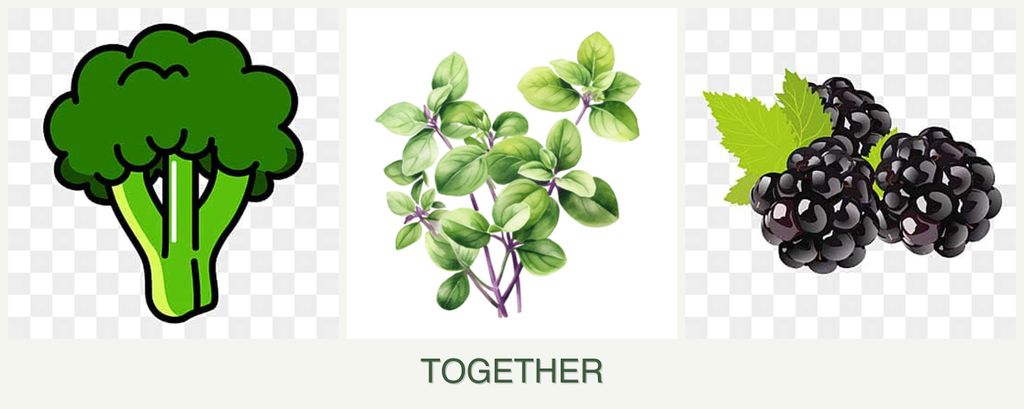 Can you plant broccoli, oregano and blackberries together?