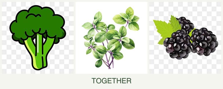 Can you plant broccoli, oregano and blackberries together?