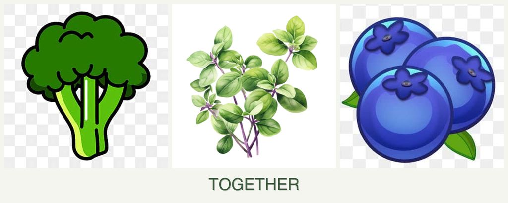 Can you plant broccoli, oregano and blueberries together?