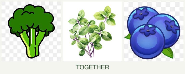 Can you plant broccoli, oregano and blueberries together?