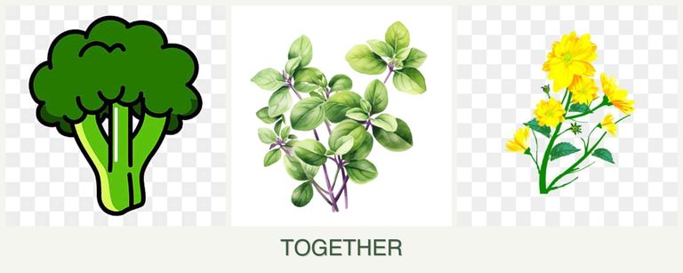Can you plant broccoli, oregano and calendula together?