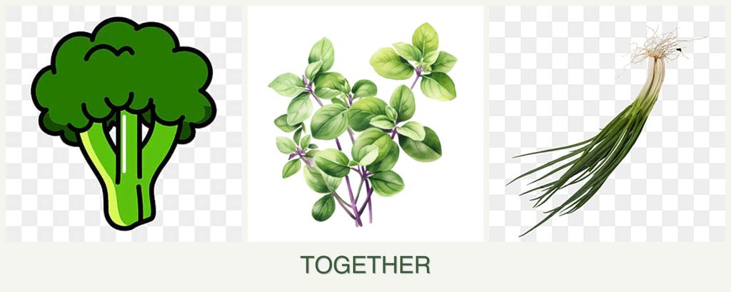 Can you plant broccoli, oregano and chives together?