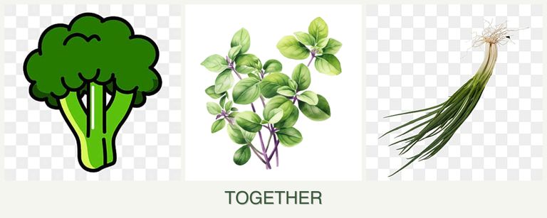 Can you plant broccoli, oregano and chives together?