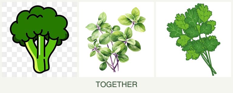 Can you plant broccoli, oregano and cilantro together?