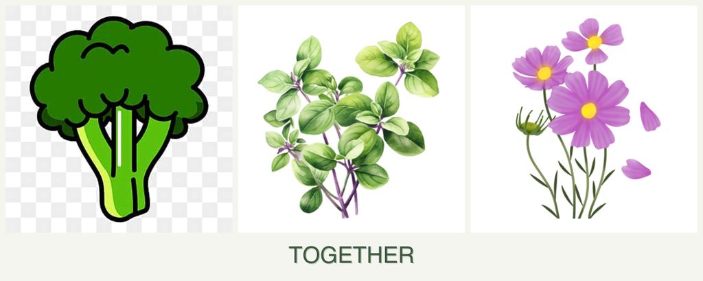 Can you plant broccoli, oregano and cosmos together?