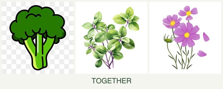 Can you plant broccoli, oregano and cosmos together?