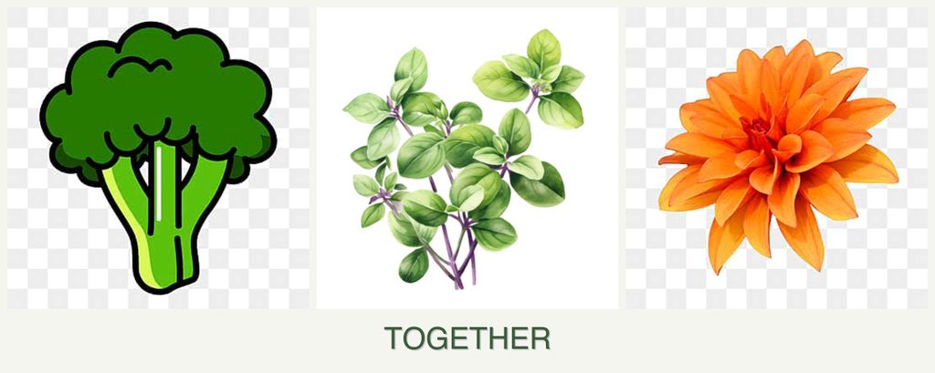 Can you plant broccoli, oregano and dahlias together?