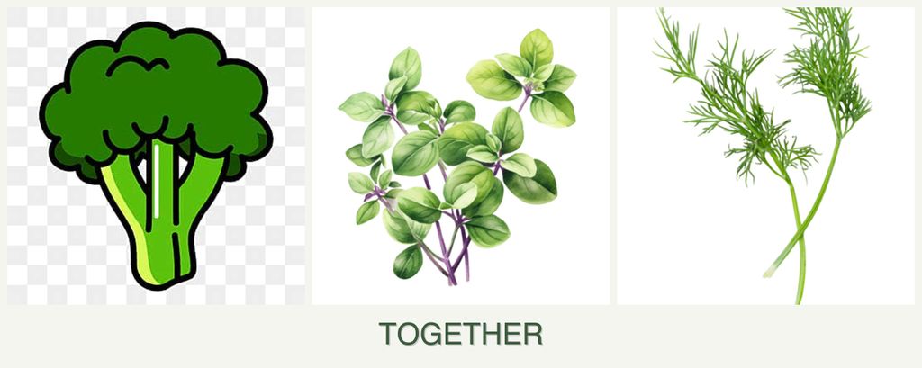 Can you plant broccoli, oregano and dill together?